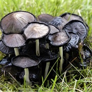 Common Ink Cap (Coprinopsis Atramentaria)