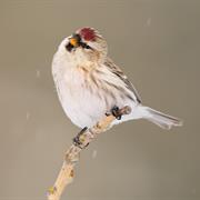 Hoary Redpoll