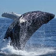 San Ignacio Lagoon, Mexico