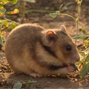 Romanian Hamster