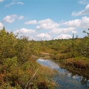 Tannersville Cranberry Bog