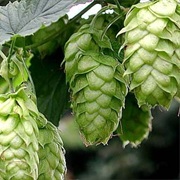 Hops