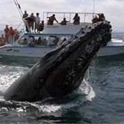 See the Humpback Whales From Puerto López