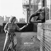 Elephant in the House