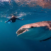 Swim With Whale Sharks, Ningaloo Marine Park, Australia