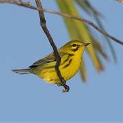 Prairie Warbler