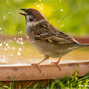 Set Up a Bird Bath