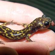 Salamander