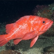 Vermilion Rockfish (Aka: Red Rock Cod)