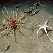 Bottom of the Antarctic Ocean