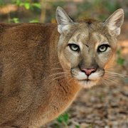 Florida Panther