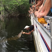 Black River Crocodile Tour