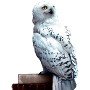 Hedwig