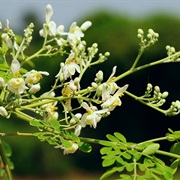 Horseradish Tree (Moringa Oleifera)