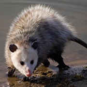 Virginia Opossum