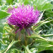 Milk Thistle
