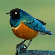 Superb Starling