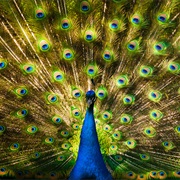 Brightly Coloured Animals