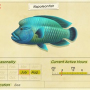 Napoleonfish