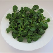 Rapunzel (Valerianella Locusta)