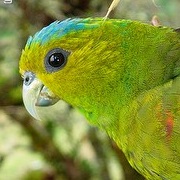 Fuerte's Parrot