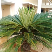 Cycas