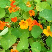 Nasturtium