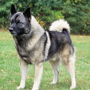 Norwegian Elkhound