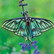 Spanish Moon Moth