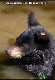 Busy Little Bears (1939)