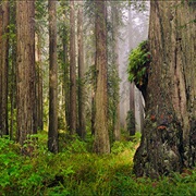 Del Norte Coast Redwoods State Park, California