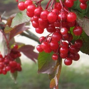 Choke Cherries