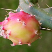 Martin Applecactus (Harrisia Martinii)