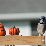 Blue Jay