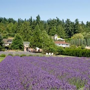 Woodinville Lavender Farm