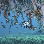 Navy Pier, Western Australia