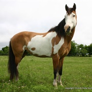 Indian Paint Pony (Gypsy Pony)