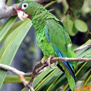 Puerto Rican Amazon