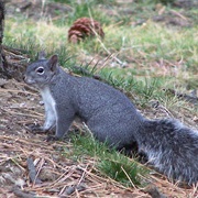 Western Gray Squirrel