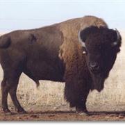 Buffalo