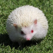 Hedgehog