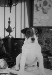 Uggie, Dash, and Dude as the Dog (The Artist) (2011)