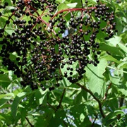 American Black Elderberry (Sambucus Canadensis)