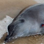 True's Beaked Whale