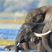 See an Elephant in the Wild