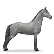 Tennessee Walker - Dapple Gray