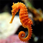 The Slowest Fish Is the Sea Horse, Which Moves Along at About 0.01 Mph.