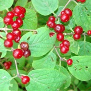 Honeysuckle Berries