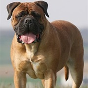 Bull Mastiff