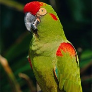Red-Throated Macaw